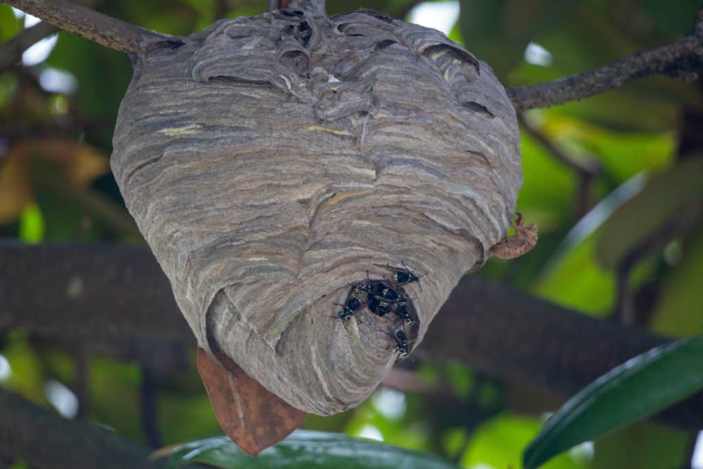 Pourquoi Faire Appel Un Professionnel Pour D Truire Un Nid De Frelon